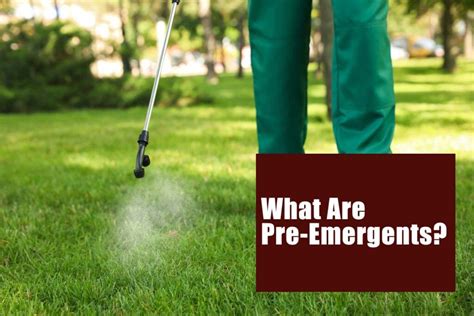 How Do Pre Emergents Work Green Lawn Fertilizing