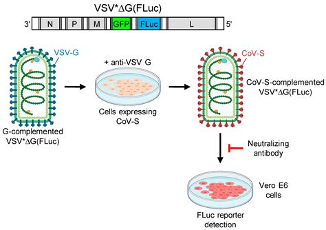 Vaccines Free Full Text Rapid Quantification Of SARS CoV 2