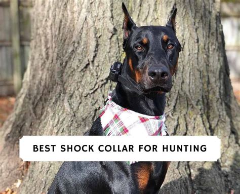 The 5 Best Shock Collar for Hunting!