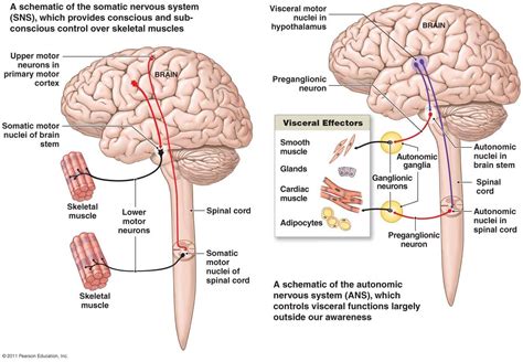 What Does The Ganglia Do - Margaret Greene Kapsels