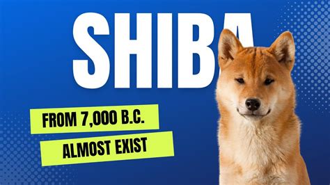 The History Of Ancient Shiba Inu Youtube