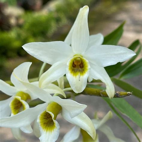 Blooming Dendrobium Heterocarpum Furniture Home Living Gardening