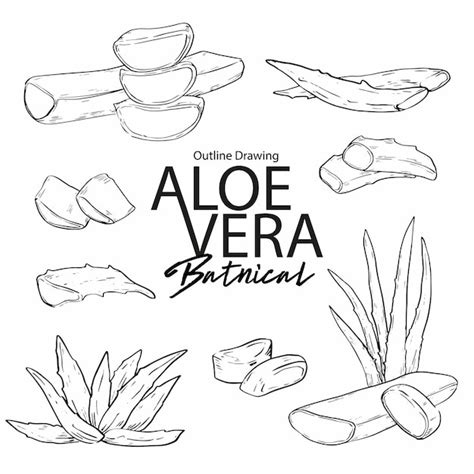 Premium Vector Hand Drawn Aloe Vera Illustration