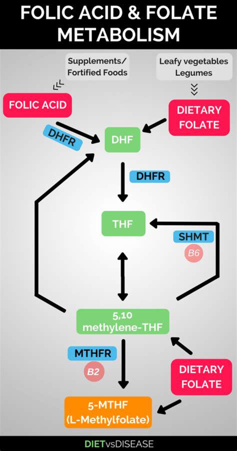 MTHFR, Folic Acid and Folate: Should I Eat It?