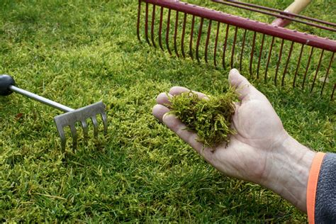 Home Remedy For Killing Moss In Lawns Hunker