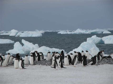 Pingüinos En La Antártida Testigos De Excepción Del Cambio Global