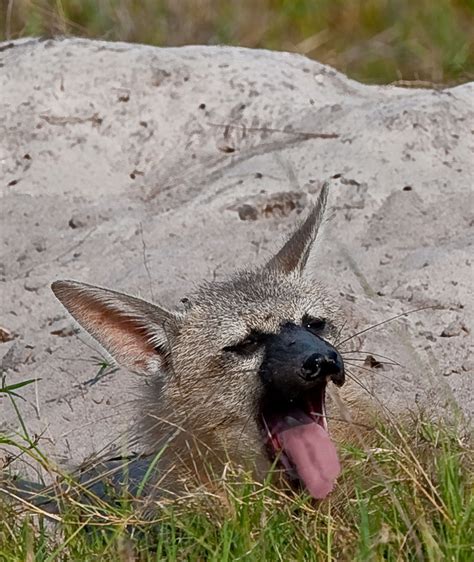 Animal World Special Images - Aardwolf