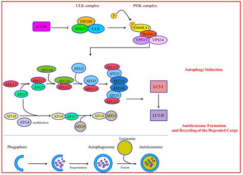 Ijms Free Full Text Crosstalk Between Autophagy And Apoptosis