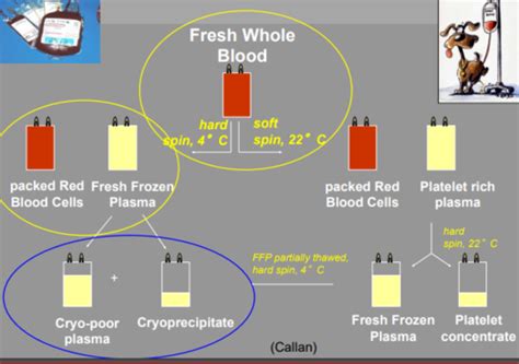 Blood Transfusion Flashcards Quizlet