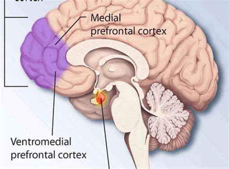 dorsal medial prefrontal cortex News Research Tags Articles ...