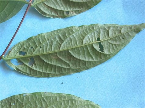 Lagerstroemia Piriformis Lythraceae Image At Phytoimages Siu Edu