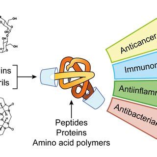 Phosphorylation Responsive Membrane Transport Of Peptides Request PDF