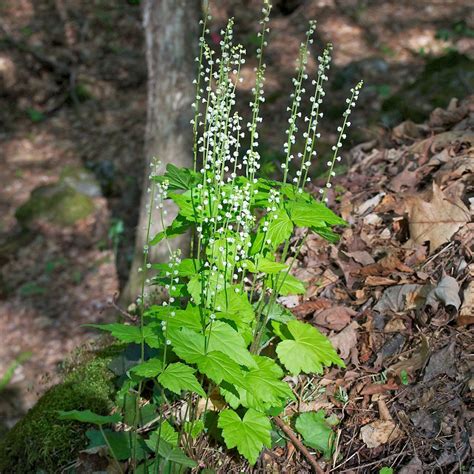 Two Leaved Bishop S Cap Mitella Diphylla Mitella Diphyll Flickr