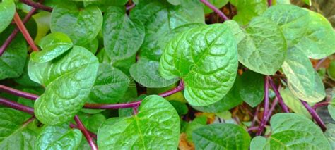 The Binahong Plant (anredera Cordifolia) is Known As a Herbal Medicinal Plant Stock Image ...