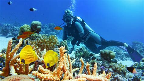 Où faire de la plongée en Guadeloupe