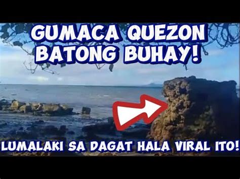 Batong Buhay Lumalaki Sa Dagat Ng Gumaca Quezon Update Today February