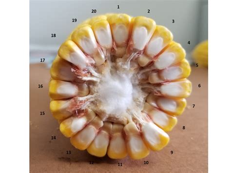 Using Kernel Counts To Estimate Corn Yield Potential Nc State Extension