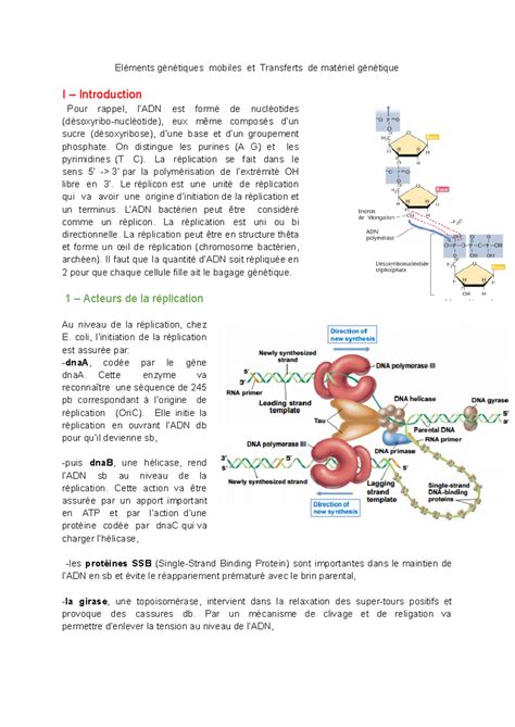 Geslin Génétique Microbienne 2023 2024 Eléments génétiques mobiles et