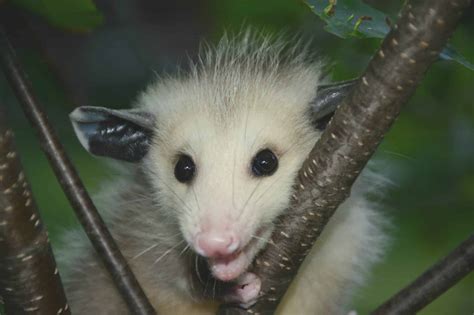 How To Get Rid Of Possums In Your Home Yard Guide 2024