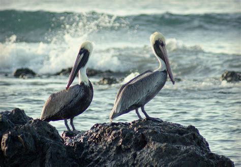 Wallpaper Pelican Bird Seabird Beak Sea Shore Pelecaniformes