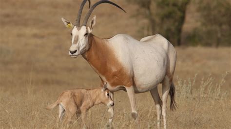 Scimitar Horned Oryx