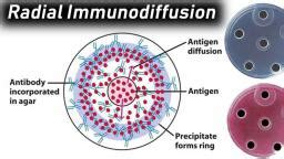 Radial Immunodiffusion Microbiology Notes Teachmint