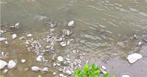 又是偷排汙水？高雄大寮排水溝疑遭汙染 大量魚鴨死亡臭味狂飄