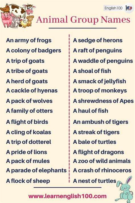 animal group names - English 100 | Collective nouns, Animal groups, Names