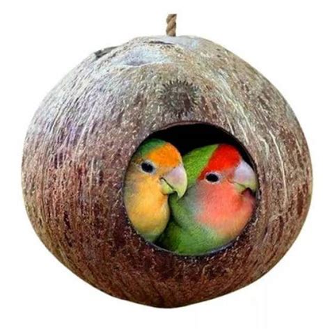 Glodok Batok Kelapa Asli Untuk Sarang Burung Love Bird Satuan Lazada