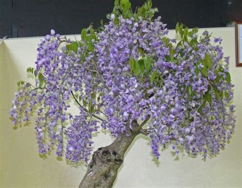 100 Bonsai Chinese Wisteria Seeds