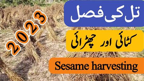 Till Ki Harvesting 2023 Sesame Harvest By Dr Jamil Shafi Plant