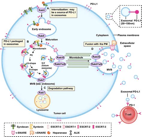 Frontiers The Biogenesis Biology And Clinical Significance Of