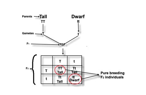 A How Do Mendel S Experiments Show That Traits May Be Dominant Or