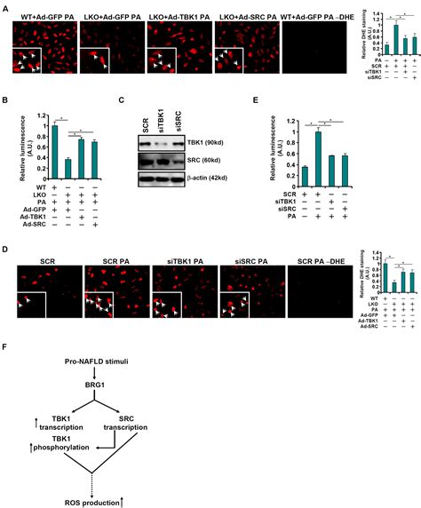 Frontiers Dual Regulation Of Tank Binding Kinase 1 By Brg1 In