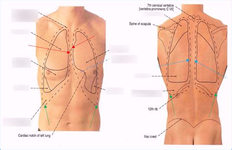 Anatomy Parietal Pleura With Part Of Mediastinum Diagram Quizlet