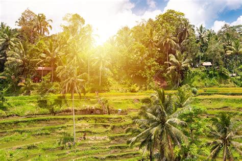 Premium Photo Green Rice Fields Plantation Or Paddies On Bali Island