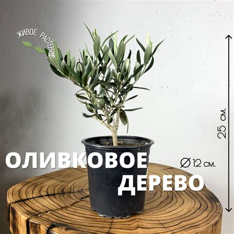 Олива Plants Bel House Оливковое дерево h-25 / d-12, 12 дм, 1 шт ...