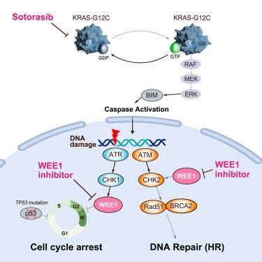 Wee Tp Kras Cell Reports Medicine X Mol
