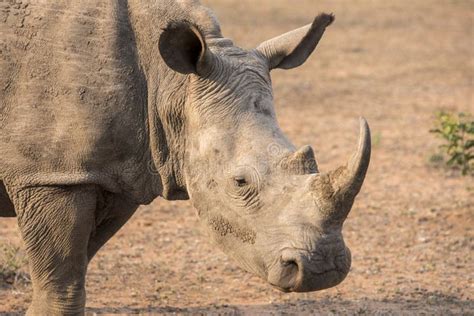 White Rhinoceros Stock Photo Image Of Grassland Closeup 63614074