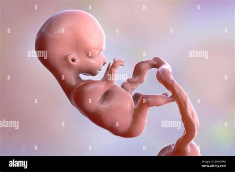 Human Placenta Artwork Hi Res Stock Photography And Images Alamy