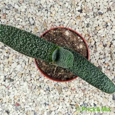 Gasteria Carinata Var Verrucosa Easy Succulent Plant Prick Mix Uk