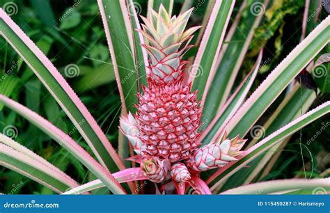 Pink Pineapple In Bogor Stock Image Image Of Garden 115450287