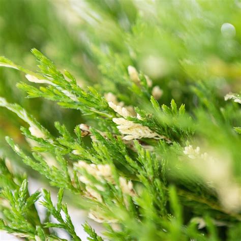 Planta Naturala Juniperus Horizontalis Var Andorra Compacta Ienupar