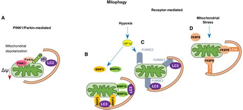 Schematic Representation Of Pink Parkin And Receptor Mediated