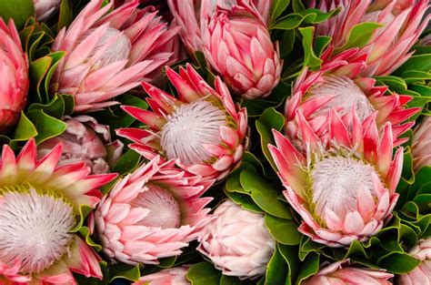 Protea Plant Care How To Grow Protea Plants