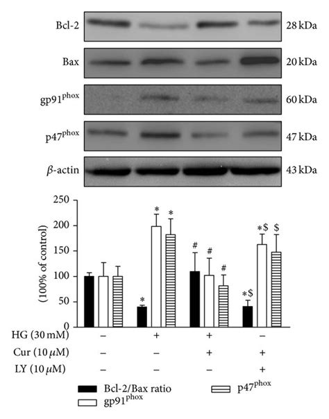 Curcumin Inhibited High Glucose Induced Apoptosis And Oxidative Stress