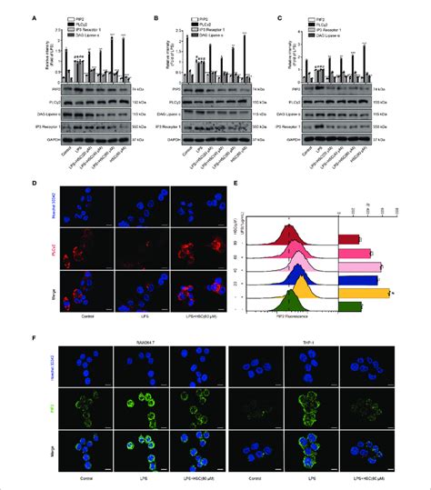 Effect Of Hsc On The Pip2 Signaling Pathway A Raw2647 J774a1