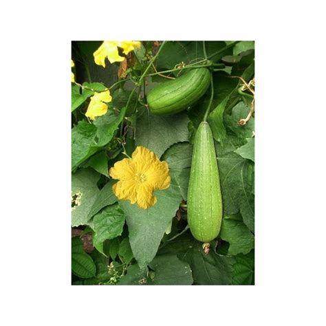 Plantas De Luffa La Esponja Vegetal Aegyptiaca Cilindrica Tienda