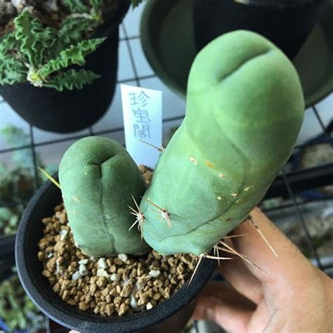 17 Adult Plants That Look Like They Come Straight Out Of Porn World