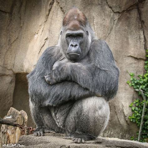 Cincinnati Zoo Silverback Gorilla Jomo